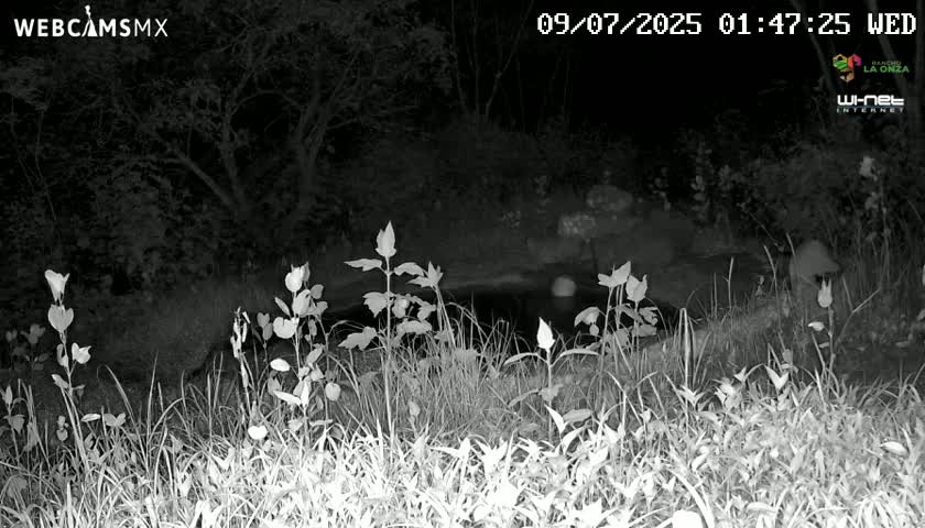 A nighttime, infrared image shows tall grasses and flowering plants in front of a dark body of water, under a dark, overcast sky.