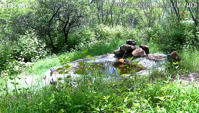 Rancho La Onza Waterhole Animals Live Live Cam - San Luiz de la Paz, Guanajuato, Mexico