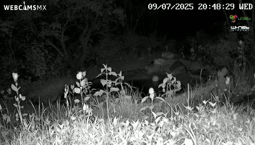 Rancho La Onza Waterhole Animals Live Live Cam - San Luiz de la Paz, Guanajuato, Mexico