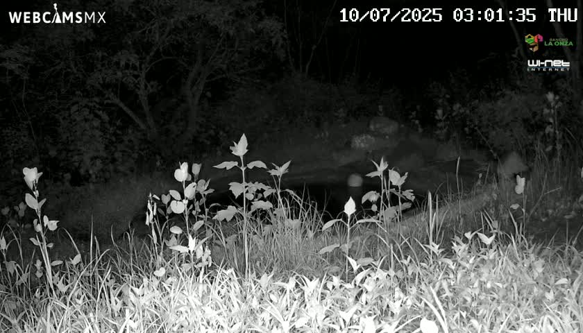 Rancho La Onza Waterhole Animals Live Live Cam - San Luiz de la Paz, Guanajuato, Mexico