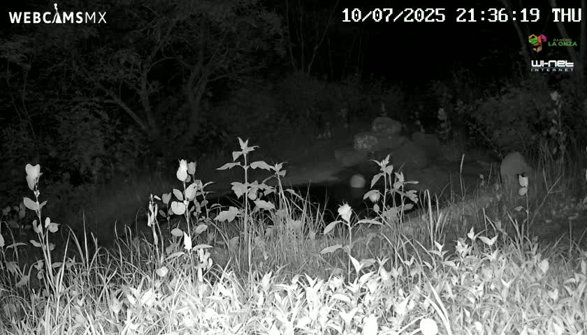 Rancho La Onza Waterhole Animals Live Live Cam - San Luiz de la Paz, Guanajuato, Mexico