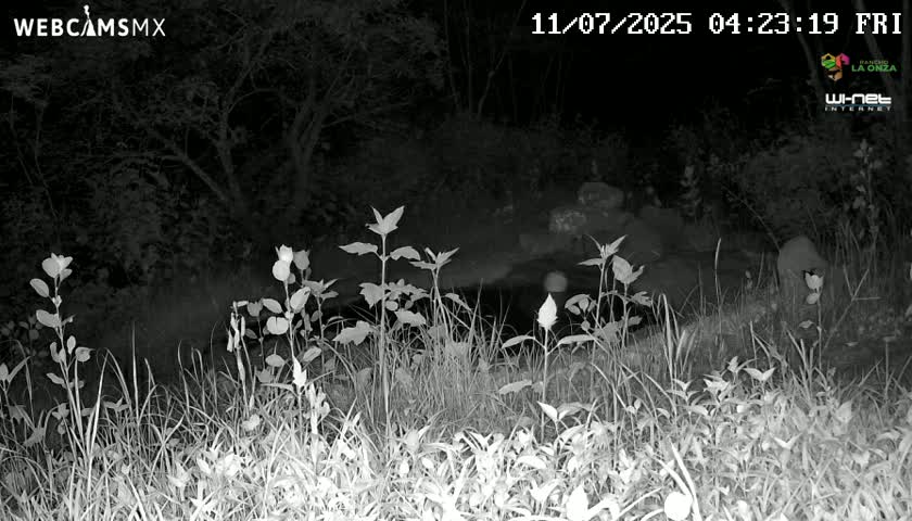 Rancho La Onza Waterhole Animals Live Live Cam - San Luiz de la Paz, Guanajuato, Mexico
