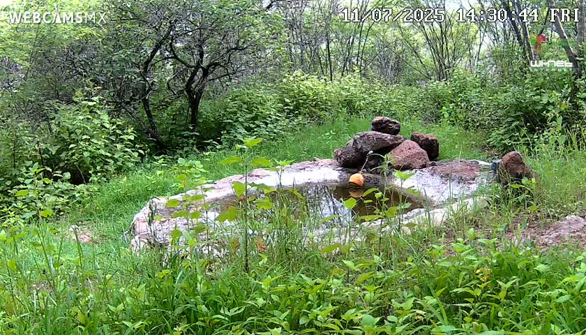 Rancho La Onza Waterhole Animals Live Live Cam - San Luiz de la Paz, Guanajuato, Mexico