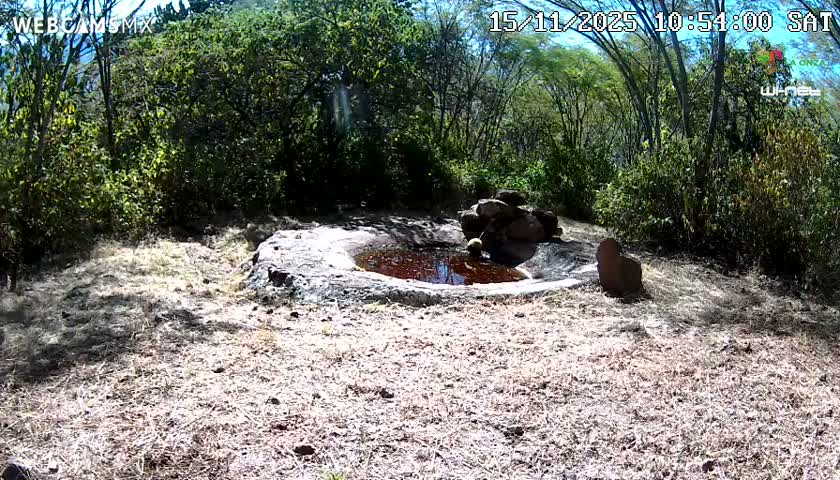 Rancho La Onza Waterhole Animals Live Live Cam - San Luiz de la Paz, Guanajuato, Mexico
