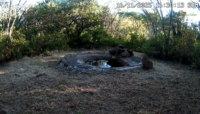 Rancho La Onza Waterhole Animals Live Live Cam - San Luiz de la Paz, Guanajuato, Mexico