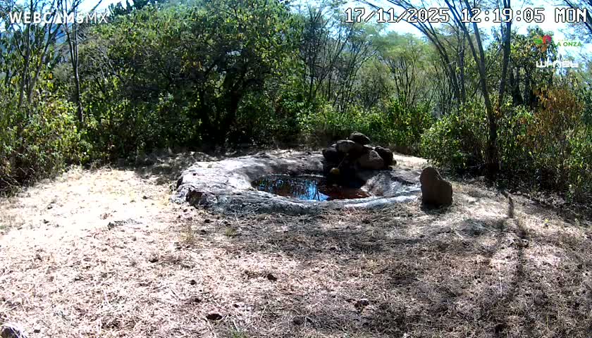 Rancho La Onza Waterhole Animals Live Live Cam - San Luiz de la Paz, Guanajuato, Mexico