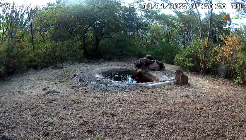 Rancho La Onza Waterhole Animals Live Live Cam - San Luiz de la Paz, Guanajuato, Mexico