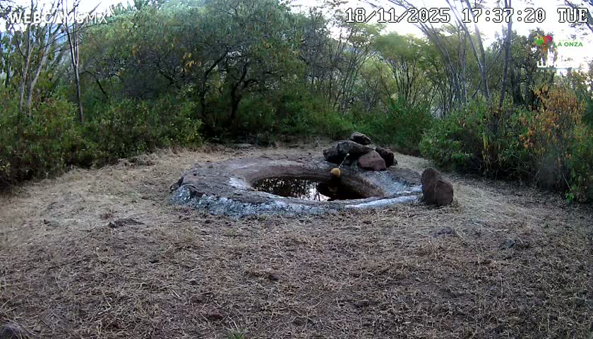 Rancho La Onza Waterhole Animals Live Live Cam - San Luiz de la Paz, Guanajuato, Mexico