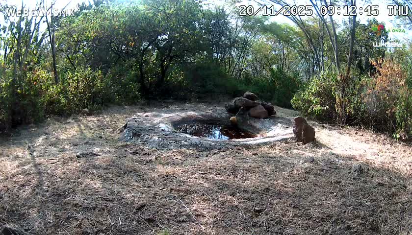Rancho La Onza Waterhole Animals Live Live Cam - San Luiz de la Paz, Guanajuato, Mexico