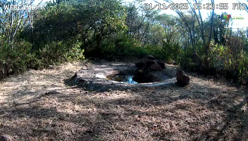 Rancho La Onza Waterhole Animals Live Live Cam - San Luiz de la Paz, Guanajuato, Mexico