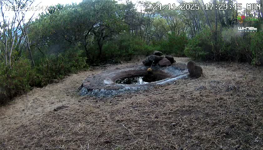 Rancho La Onza Waterhole Animals Live Live Cam - San Luiz de la Paz, Guanajuato, Mexico