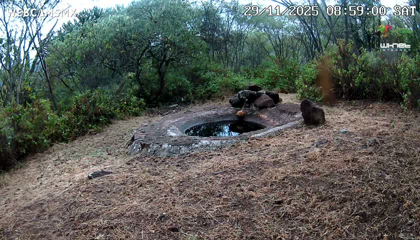Rancho La Onza Waterhole Animals Live Live Cam - San Luiz de la Paz, Guanajuato, Mexico
