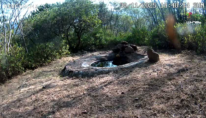 Rancho La Onza Waterhole Animals Live Live Cam - San Luiz de la Paz, Guanajuato, Mexico