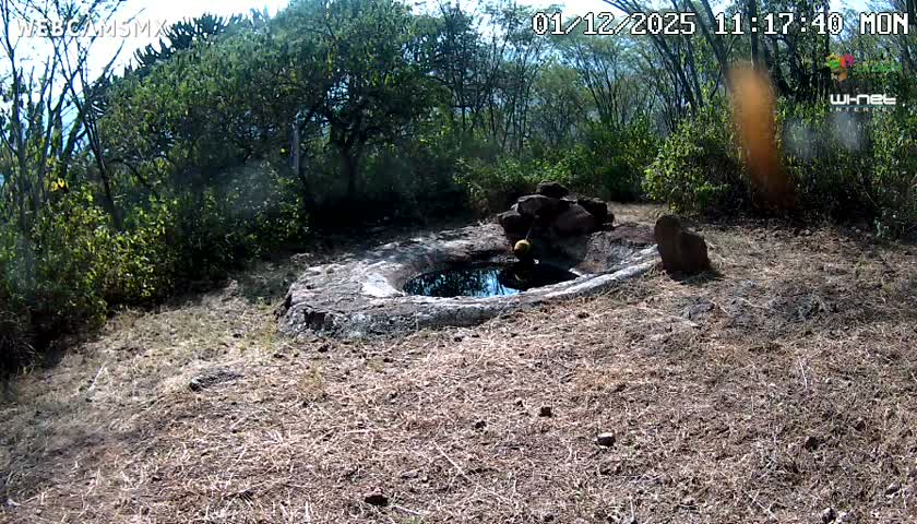 Rancho La Onza Waterhole Animals Live Live Cam - San Luiz de la Paz, Guanajuato, Mexico