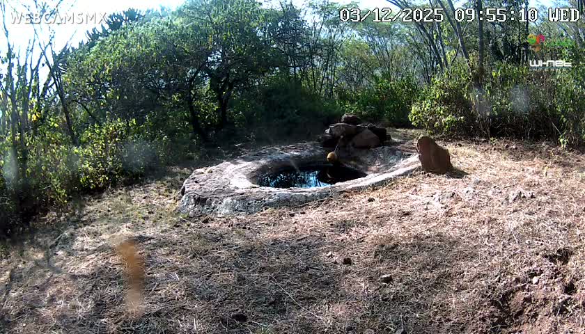 Rancho La Onza Waterhole Animals Live Live Cam - San Luiz de la Paz, Guanajuato, Mexico