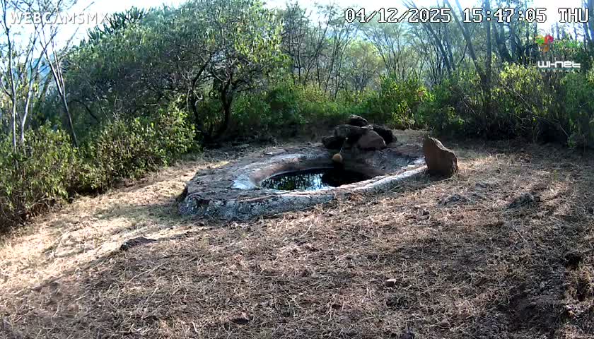 Rancho La Onza Waterhole Animals Live Live Cam - San Luiz de la Paz, Guanajuato, Mexico