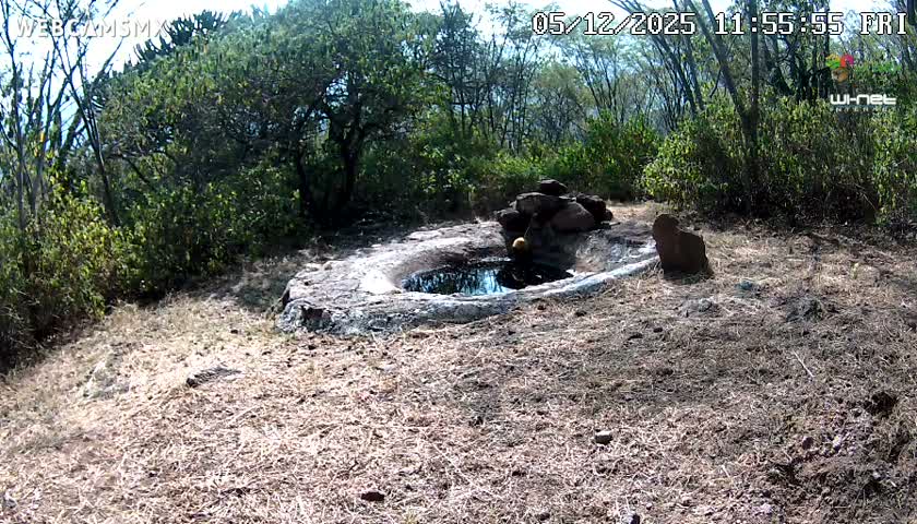 Rancho La Onza Waterhole Animals Live Live Cam - San Luiz de la Paz, Guanajuato, Mexico