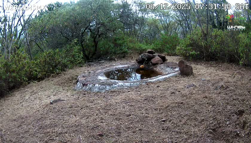 Rancho La Onza Waterhole Animals Live Live Cam - San Luiz de la Paz, Guanajuato, Mexico