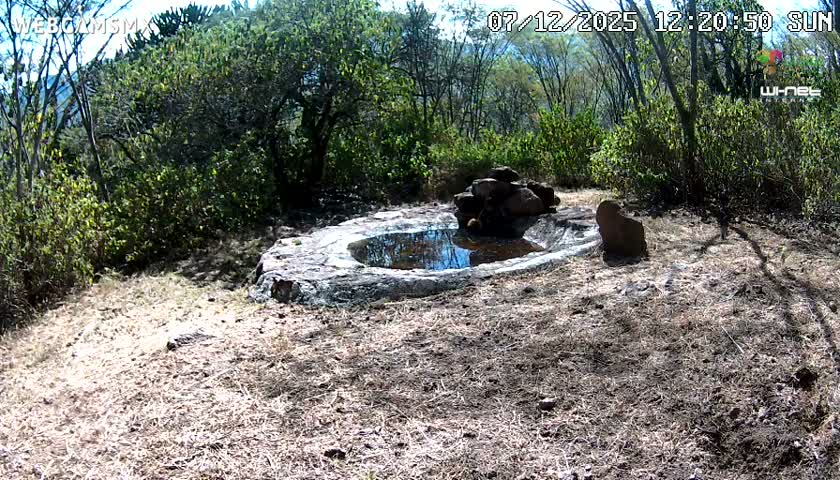 Rancho La Onza Waterhole Animals Live Live Cam - San Luiz de la Paz, Guanajuato, Mexico
