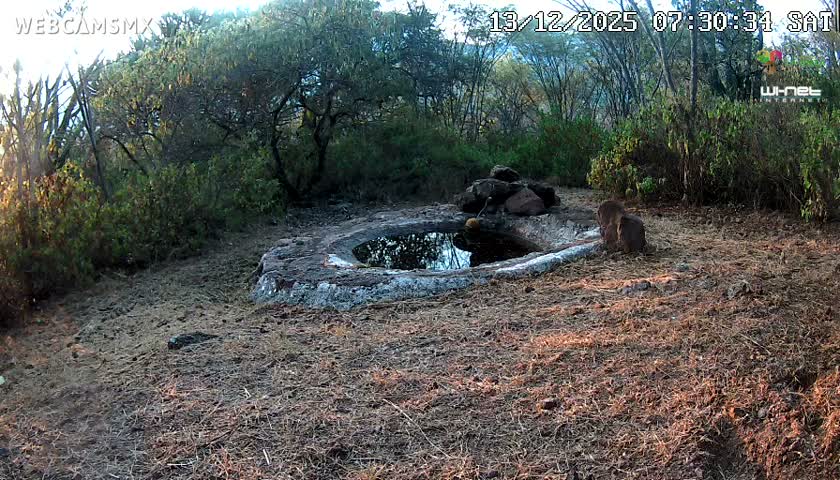 Rancho La Onza Waterhole Animals Live Live Cam - San Luiz de la Paz, Guanajuato, Mexico