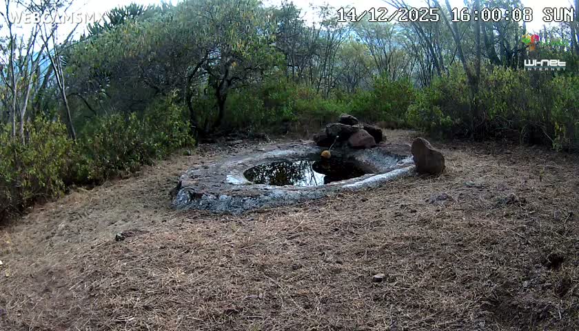 An outdoor night vision image shows a dark, circular opening in the ground surrounded by sparse vegetation under nighttime conditions, with several blurry bright light streaks crossing the frame.
