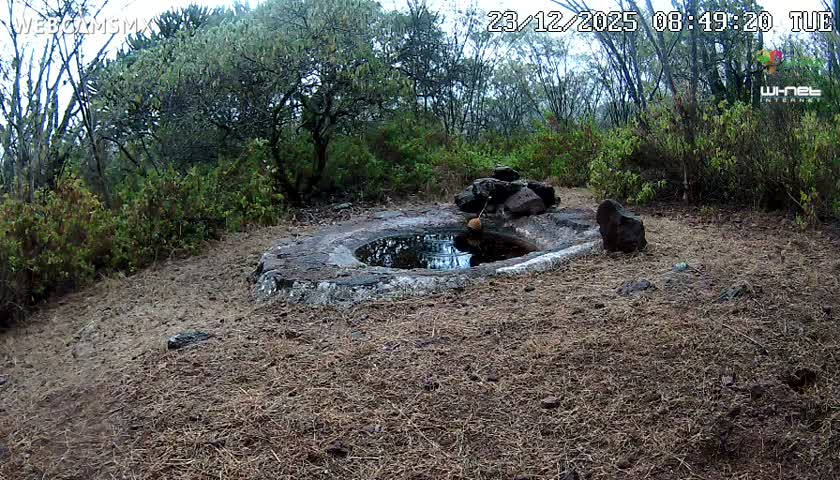 Rancho La Onza Waterhole Animals Live Live Cam - San Luiz de la Paz, Guanajuato, Mexico