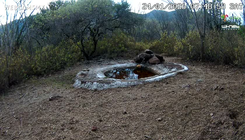 Rancho La Onza Waterhole Animals Live Live Cam - San Luiz de la Paz, Guanajuato, Mexico