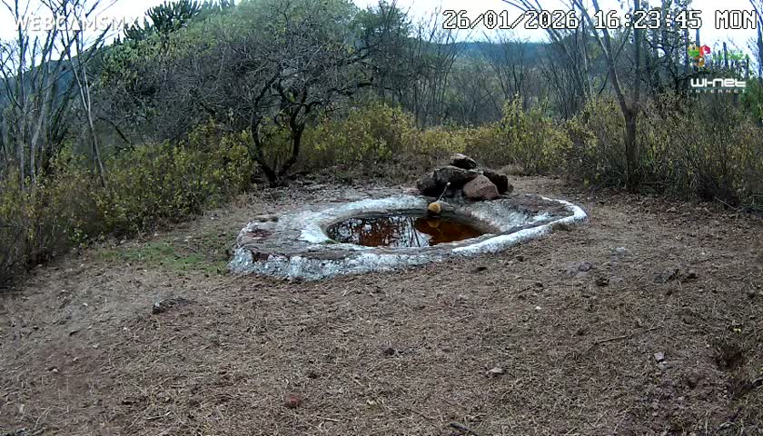 Rancho La Onza Waterhole Animals Live Live Cam - San Luiz de la Paz, Guanajuato, Mexico