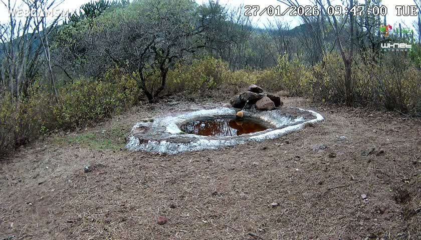 Rancho La Onza Waterhole Animals Live Live Cam - San Luiz de la Paz, Guanajuato, Mexico