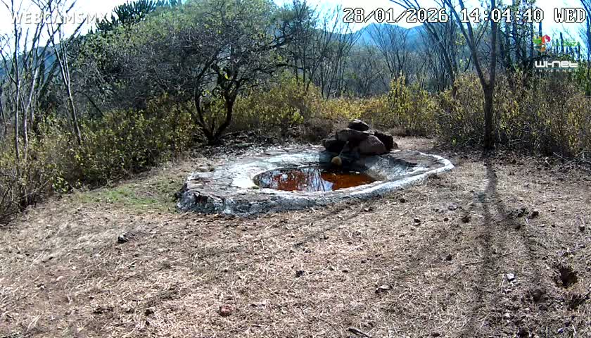 Rancho La Onza Waterhole Animals Live Live Cam - San Luiz de la Paz, Guanajuato, Mexico