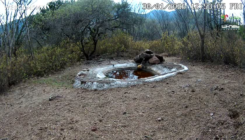Rancho La Onza Waterhole Animals Live Live Cam - San Luiz de la Paz, Guanajuato, Mexico