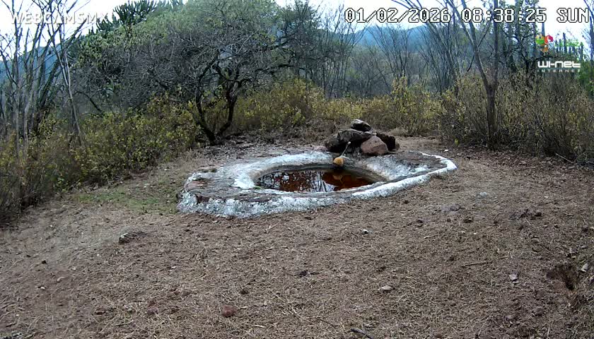 Rancho La Onza Waterhole Animals Live Live Cam - San Luiz de la Paz, Guanajuato, Mexico