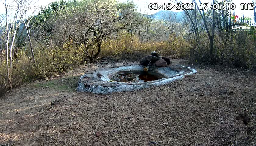 Rancho La Onza Waterhole Animals Live Live Cam - San Luiz de la Paz, Guanajuato, Mexico