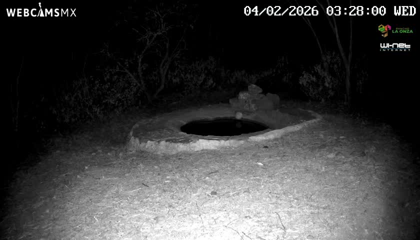 Rancho La Onza Waterhole Animals Live Live Cam - San Luiz de la Paz, Guanajuato, Mexico