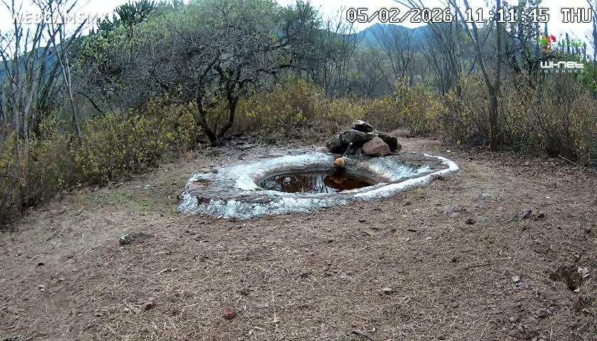 Rancho La Onza Waterhole Animals Live Live Cam - San Luiz de la Paz, Guanajuato, Mexico