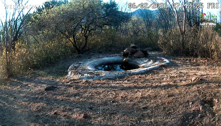 Rancho La Onza Waterhole Animals Live Live Cam - San Luiz de la Paz, Guanajuato, Mexico