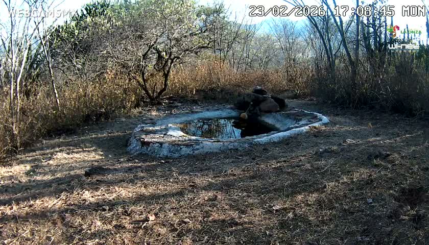 Rancho La Onza Waterhole Animals Live Live Cam - San Luiz de la Paz, Guanajuato, Mexico