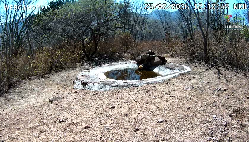 Rancho La Onza Waterhole Animals Live Live Cam - San Luiz de la Paz, Guanajuato, Mexico