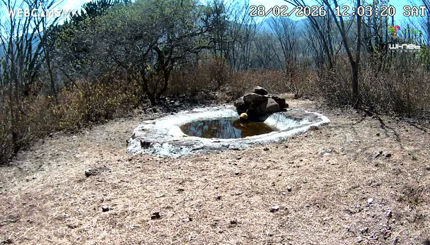 Rancho La Onza Waterhole Animals Live Live Cam - San Luiz de la Paz, Guanajuato, Mexico