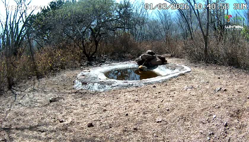 Rancho La Onza Waterhole Animals Live Live Cam - San Luiz de la Paz, Guanajuato, Mexico