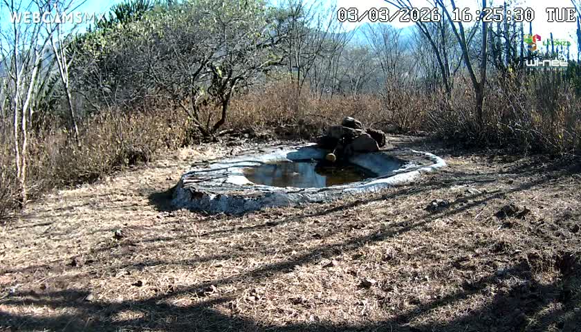 Rancho La Onza Waterhole Animals Live Live Cam - San Luiz de la Paz, Guanajuato, Mexico