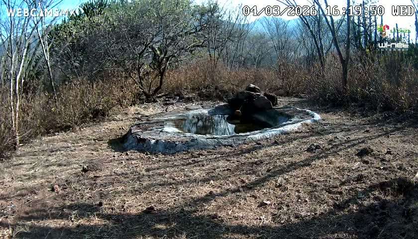 Rancho La Onza Waterhole Animals Live Live Cam - San Luiz de la Paz, Guanajuato, Mexico