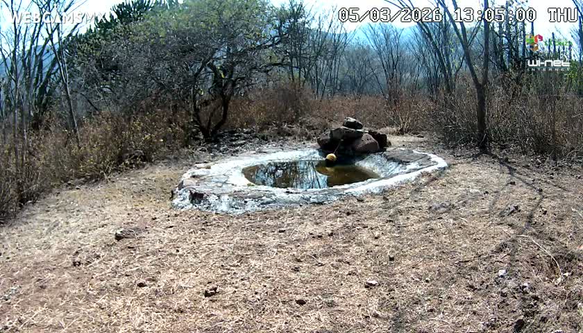 Rancho La Onza Waterhole Animals Live Live Cam - San Luiz de la Paz, Guanajuato, Mexico