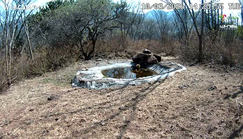 Rancho La Onza Waterhole Animals Live Live Cam - San Luiz de la Paz, Guanajuato, Mexico