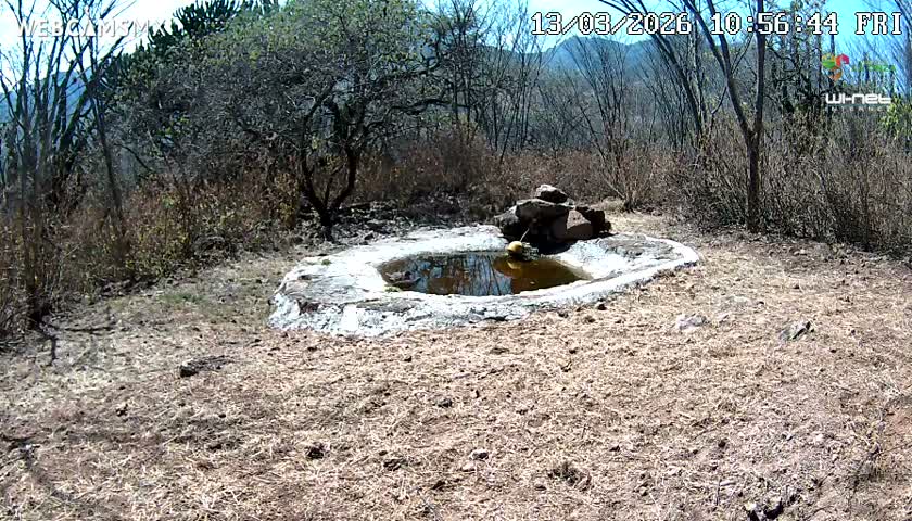 Rancho La Onza Waterhole Animals Live Live Cam - San Luiz de la Paz, Guanajuato, Mexico