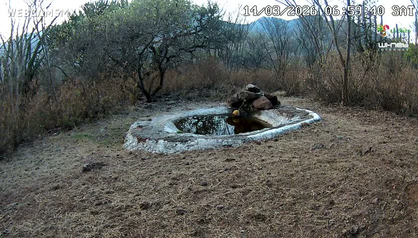 Rancho La Onza Waterhole Animals Live Live Cam - San Luiz de la Paz, Guanajuato, Mexico