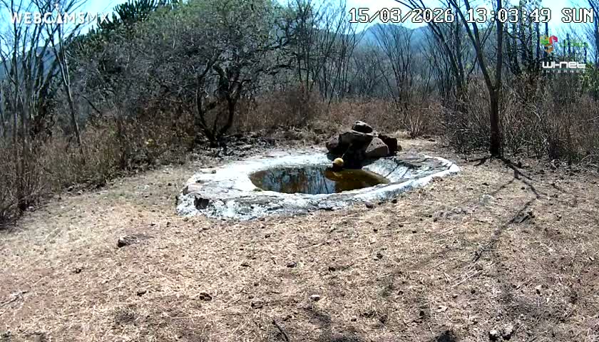 Rancho La Onza Waterhole Animals Live Live Cam - San Luiz de la Paz, Guanajuato, Mexico
