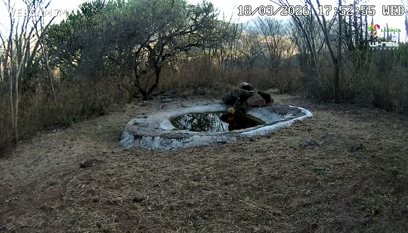 Rancho La Onza Waterhole Animals Live Live Cam - San Luiz de la Paz, Guanajuato, Mexico
