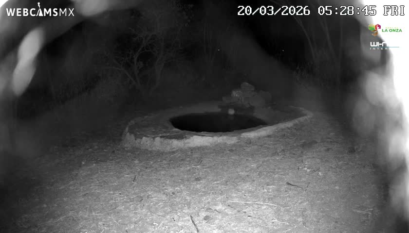Rancho La Onza Waterhole Animals Live Live Cam - San Luiz de la Paz, Guanajuato, Mexico