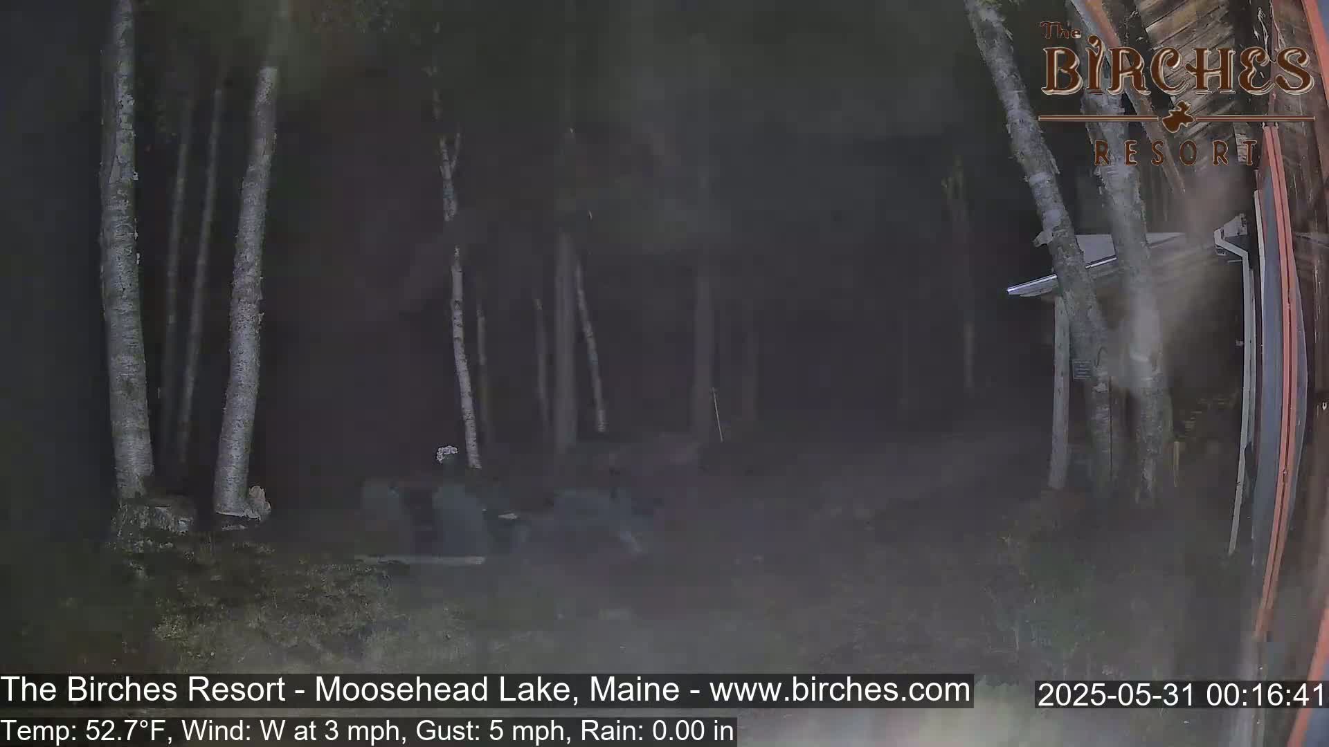 A nighttime view of a wooded area with birch trees, under rainy conditions, shows a dark and somewhat obscured scene.